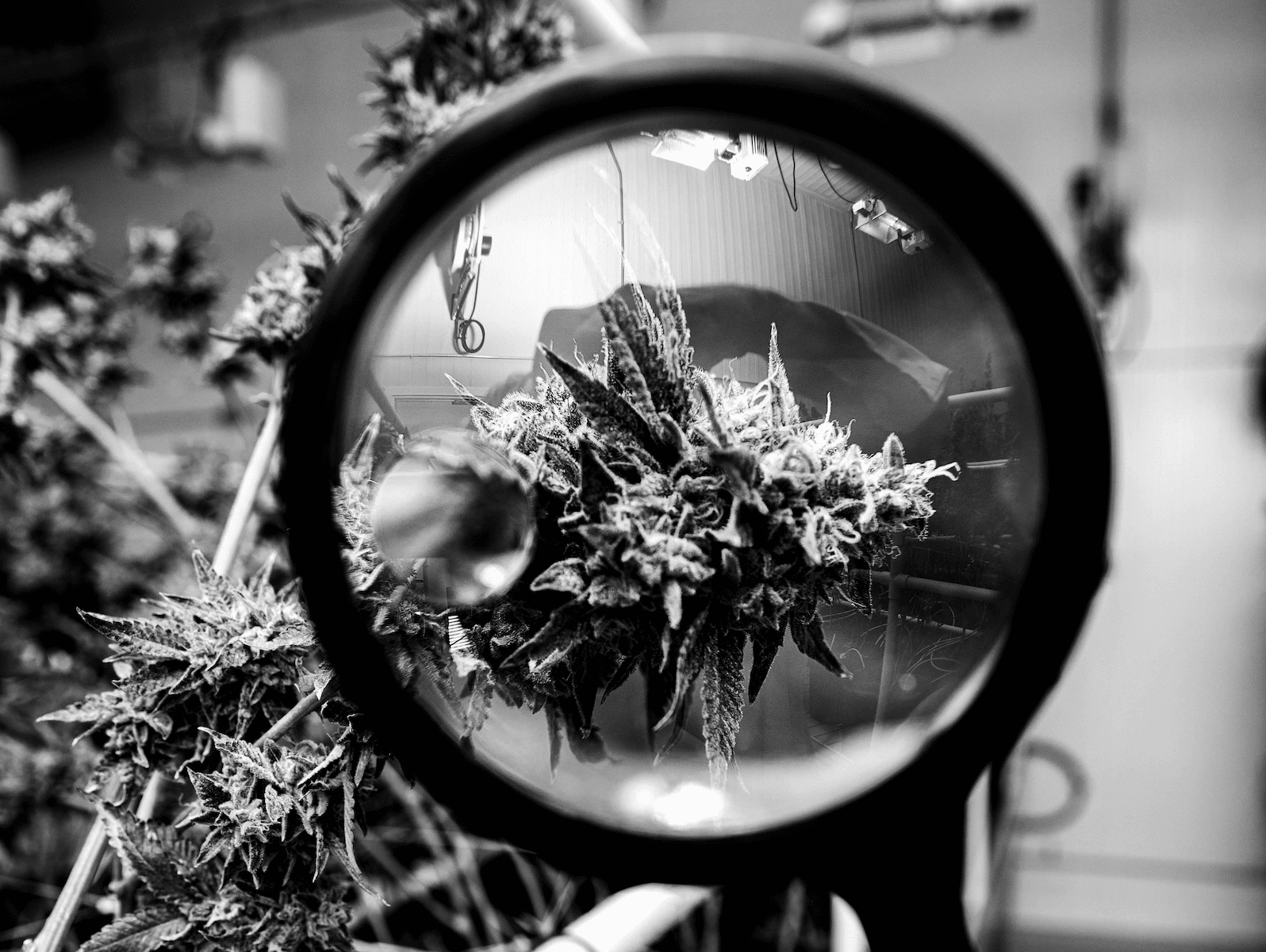 Decibel Cannabis stock is a worthwhile purchase, Haywood says