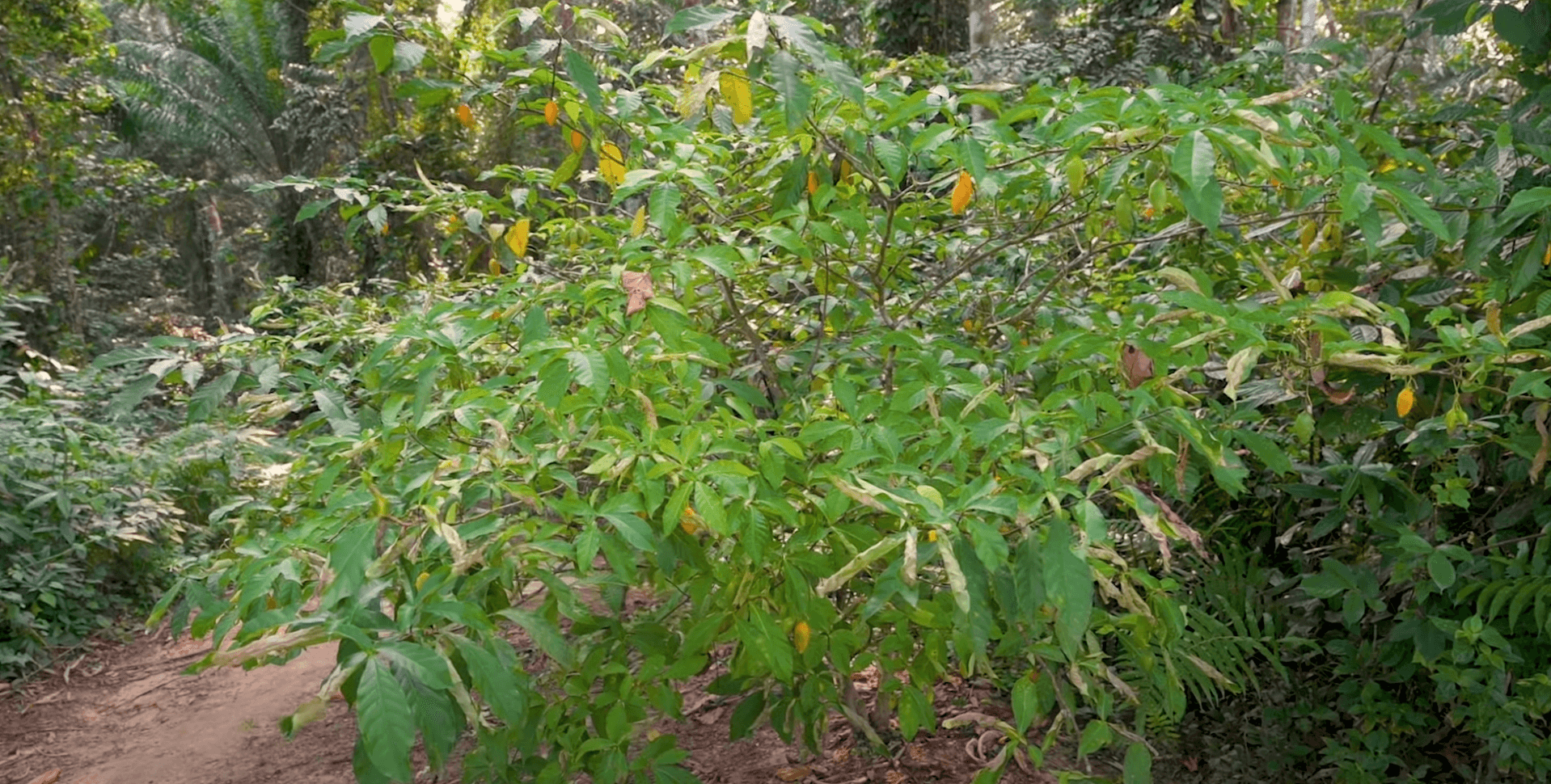 Texas makes its mark on psychedelics sector with US$50M in ibogaine research funding