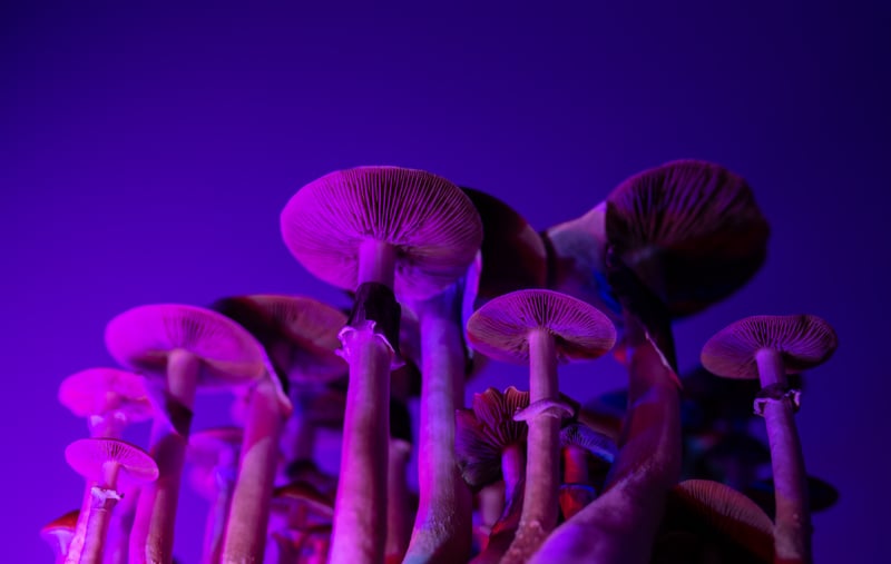 New Zealand gives green light to prescribe magic mushrooms for depression