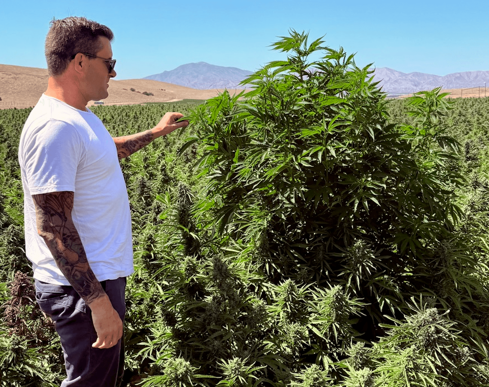 LEEF Brands prepares to harvest over 1 million cannabis plants