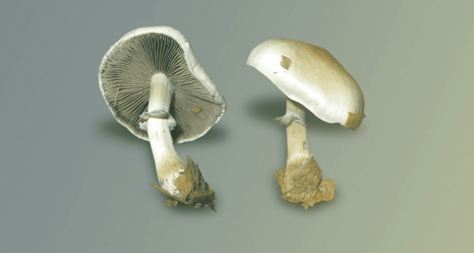 African psilocybin cultivator Psyence gets C$600K investment