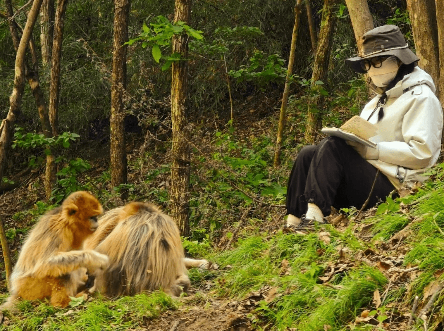 China has been harnessing AI to protect endangered monkeys