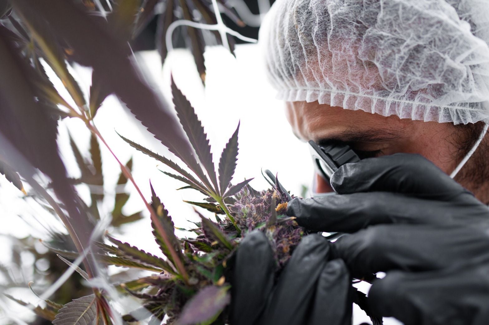 InterCure acquires American cultivator 'ISHI' as rescheduling hope lingers