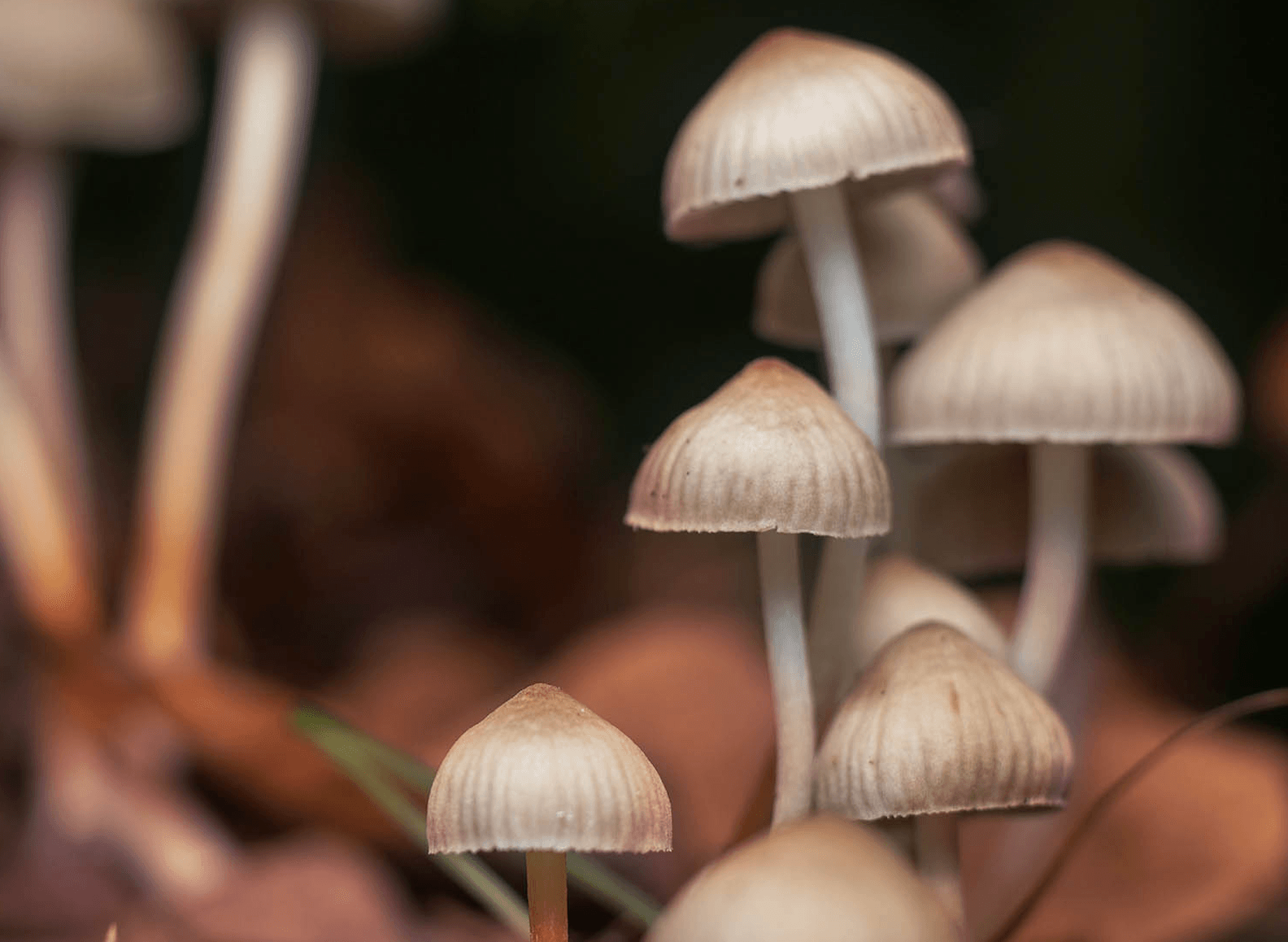 Catholic Church pays for abuse victim's magic mushroom therapy