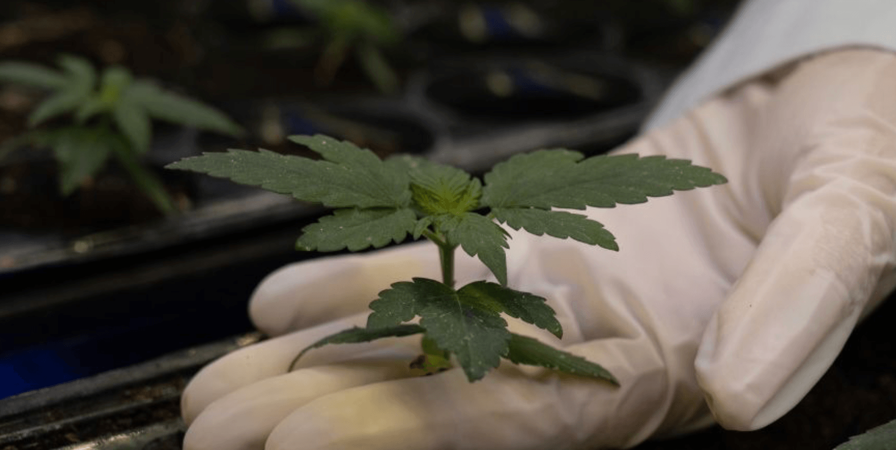 Brazilian agricultural agency gets government authorization for cannabis research
