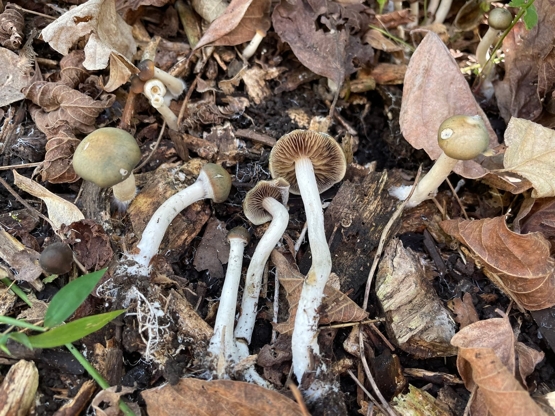 Maryland task force says natural psychedelics are safe for therapeutic purposes
