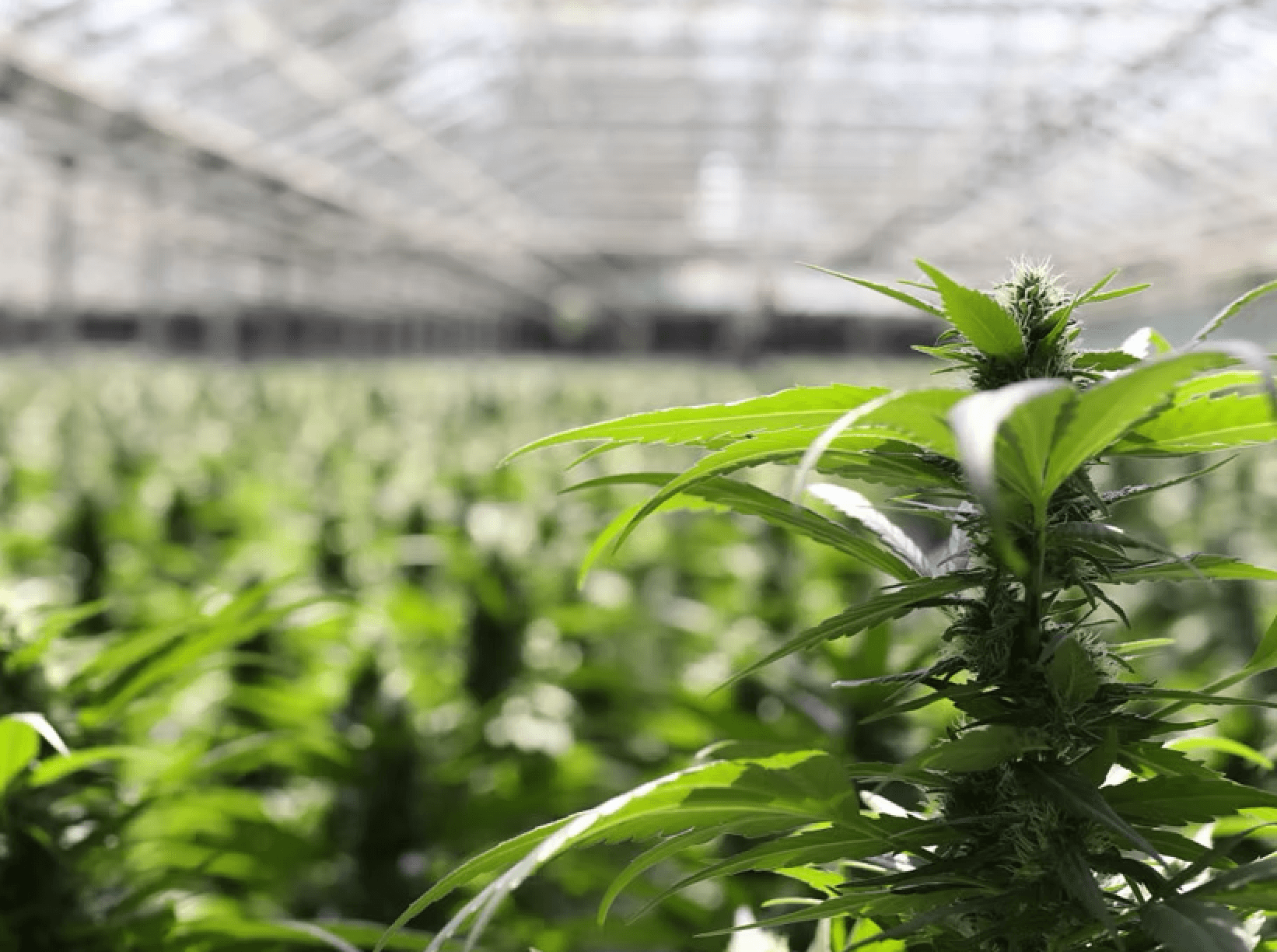 Cronos surges on news of acquiring largest European recreational cannabis company