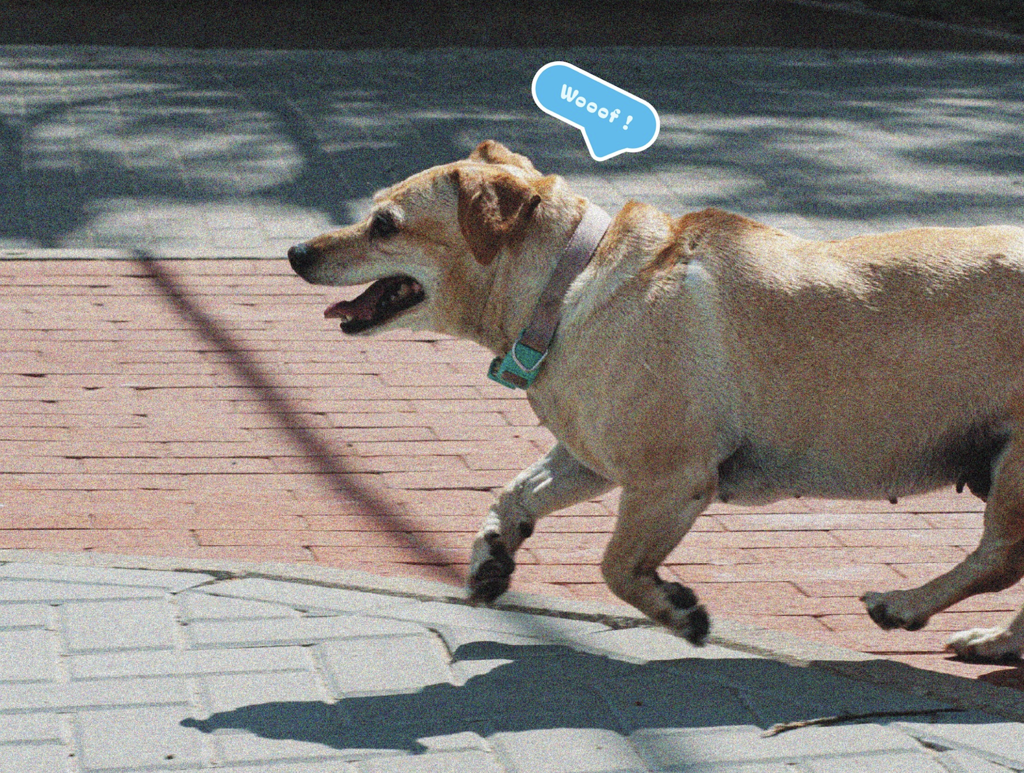 Doggy sleep tech: Queva shows off its nifty pooch collar gadget at CES 2026