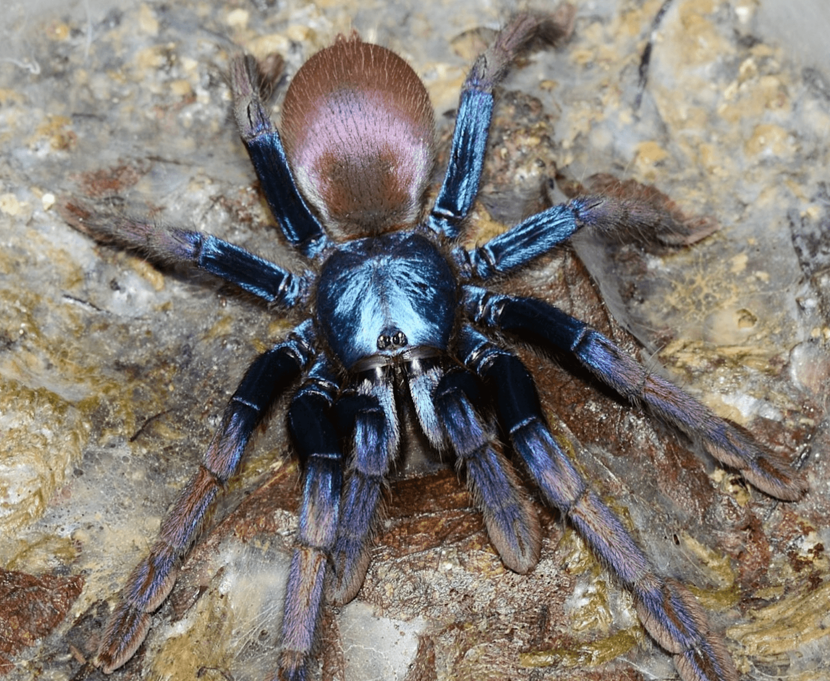 'Psychedelic' tarantula added to Flora & Fauna's endangered species list