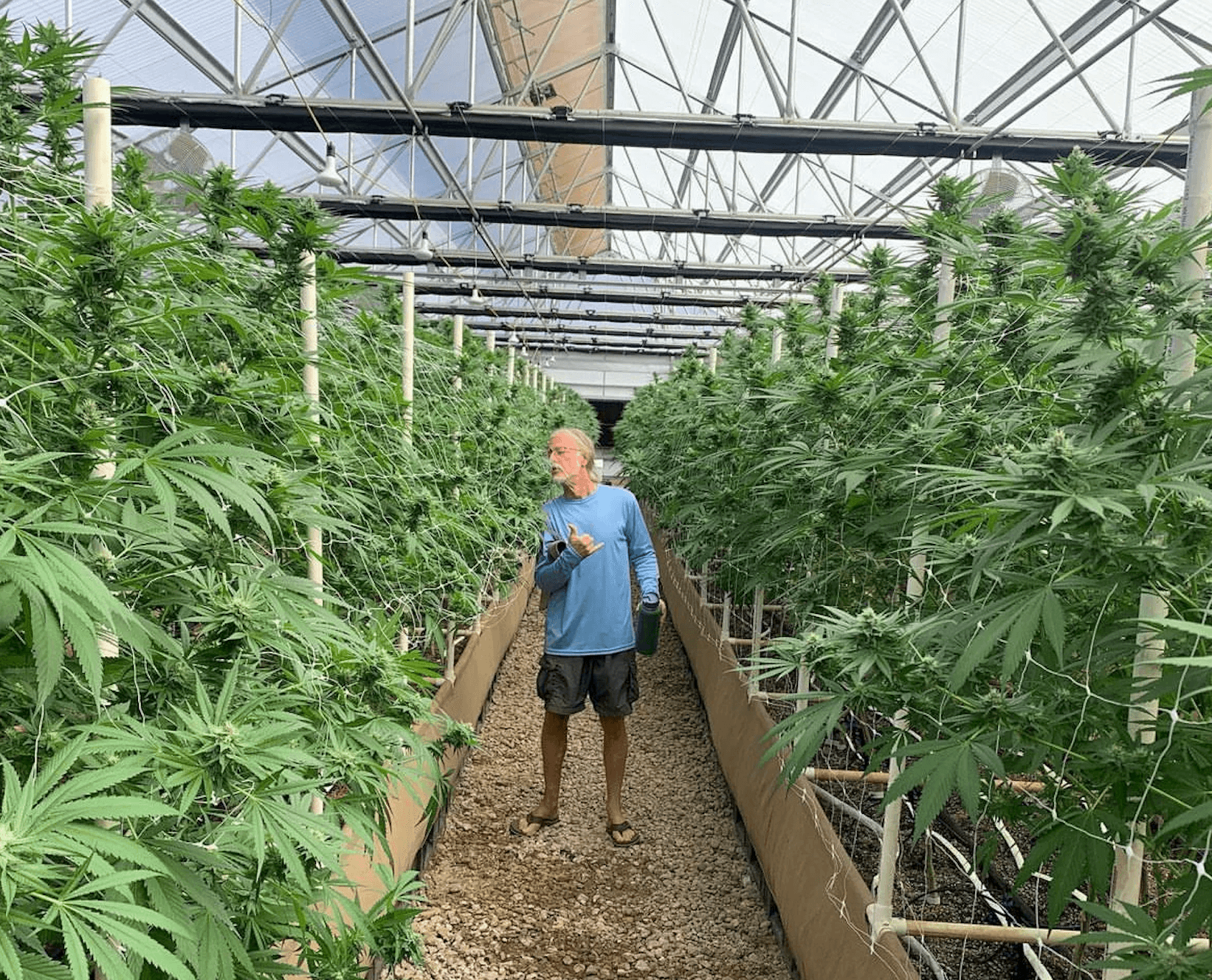 Recreational cannabis in Hawaii could be big business, government report finds