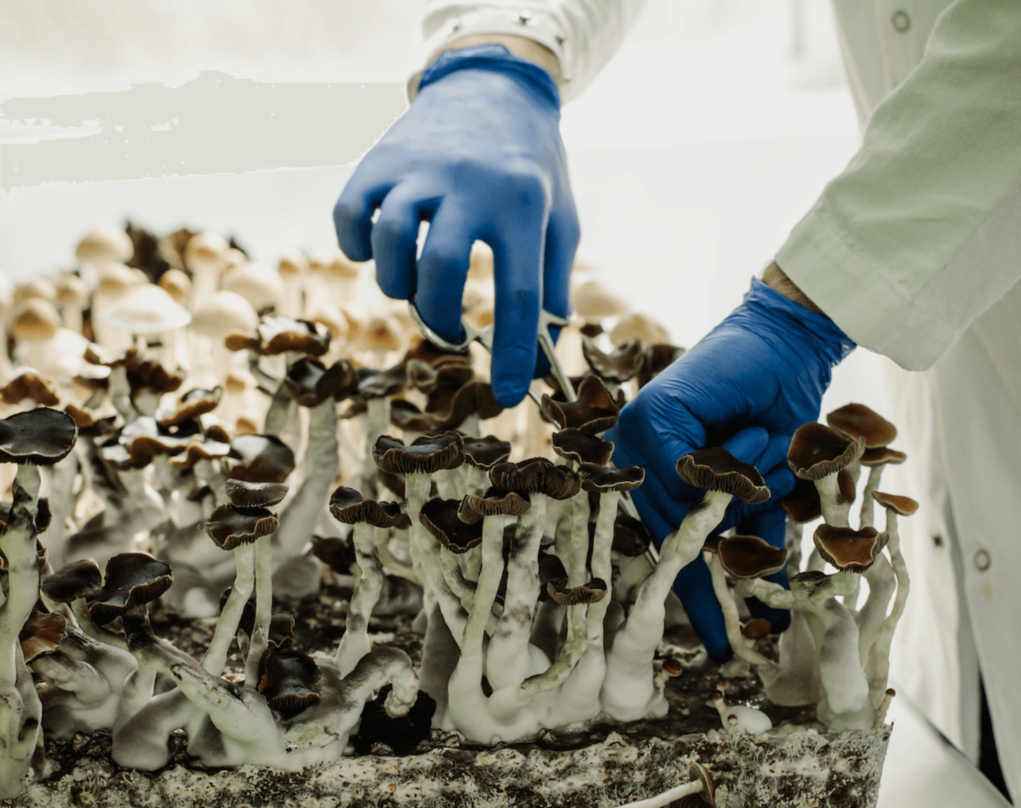 Psilocybin truffle maker Red Light Holland to acquire financially distressed Filament Health