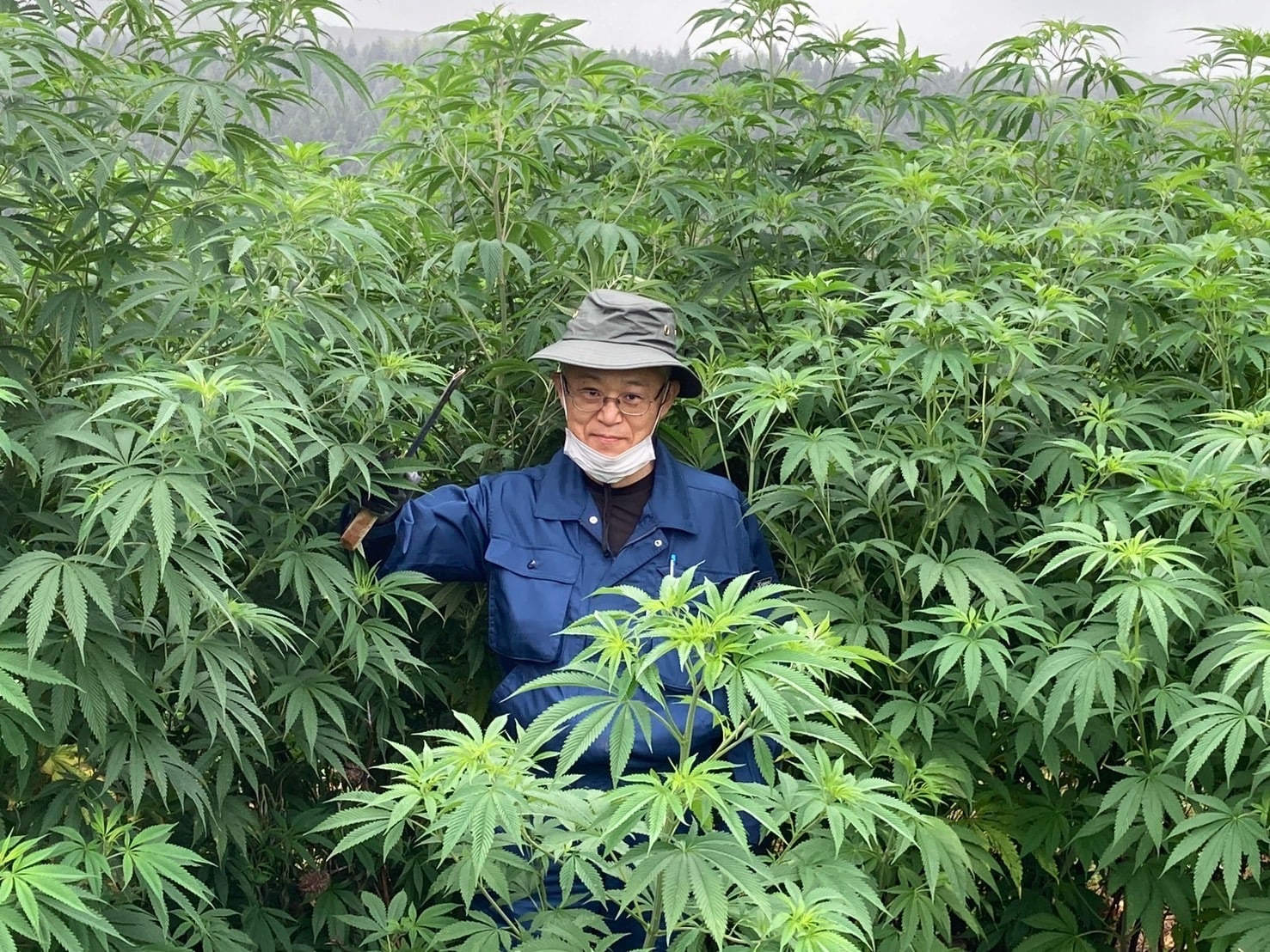 Cannabis-related police investigations skyrocketed in Japan last year