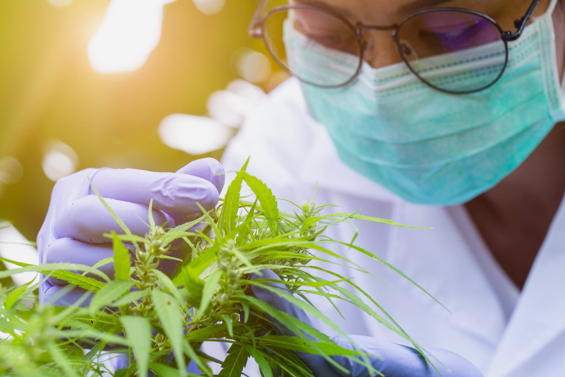 Cannabis stocks swing wildly on U.S. rescheduling news