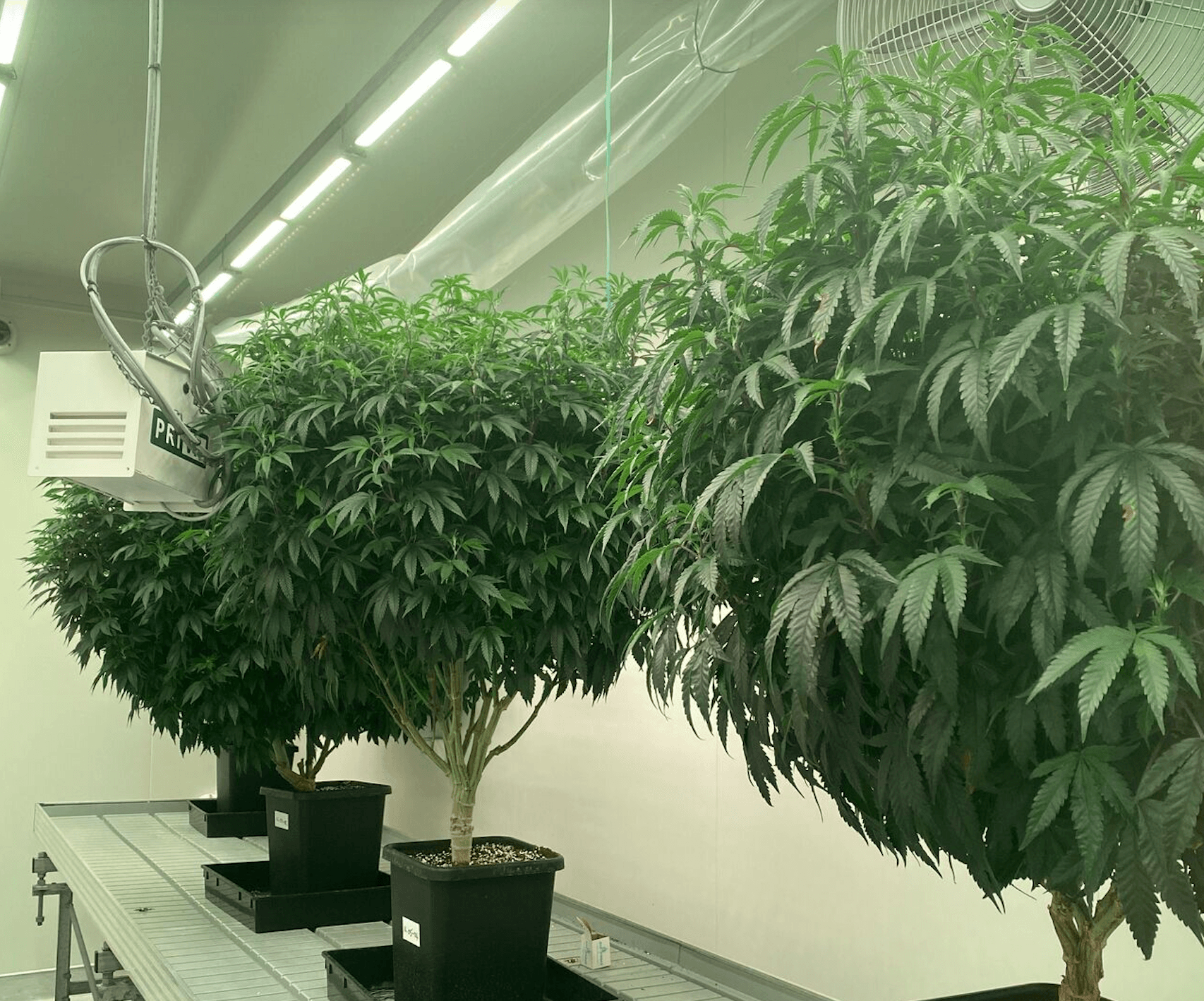 Rua Bioscience exports cannabis clones from New Zealand to Canada
