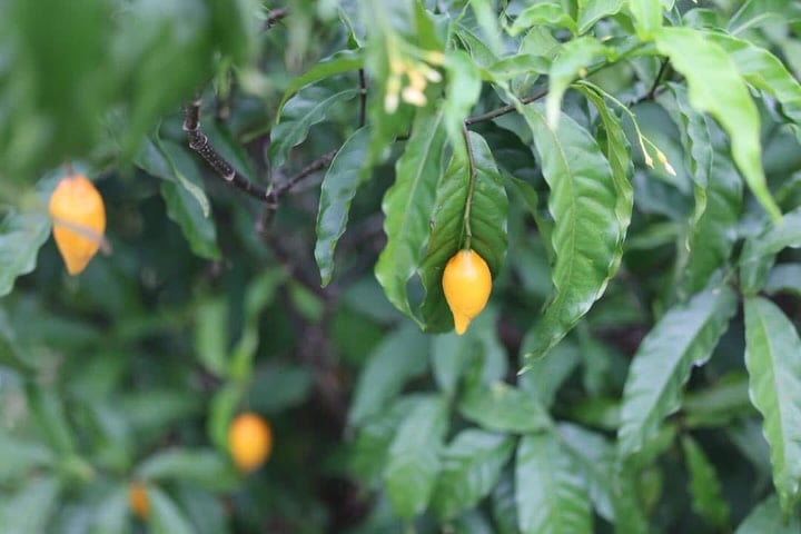 Trump reportedly preparing to sign executive order for expedited ibogaine research