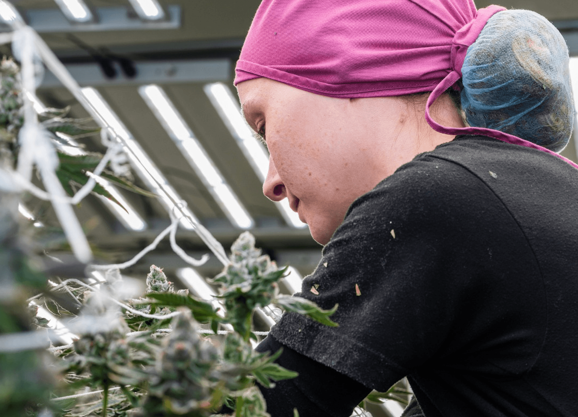 Curaleaf scoops trio of accolades at the Business of Cannabis Awards
