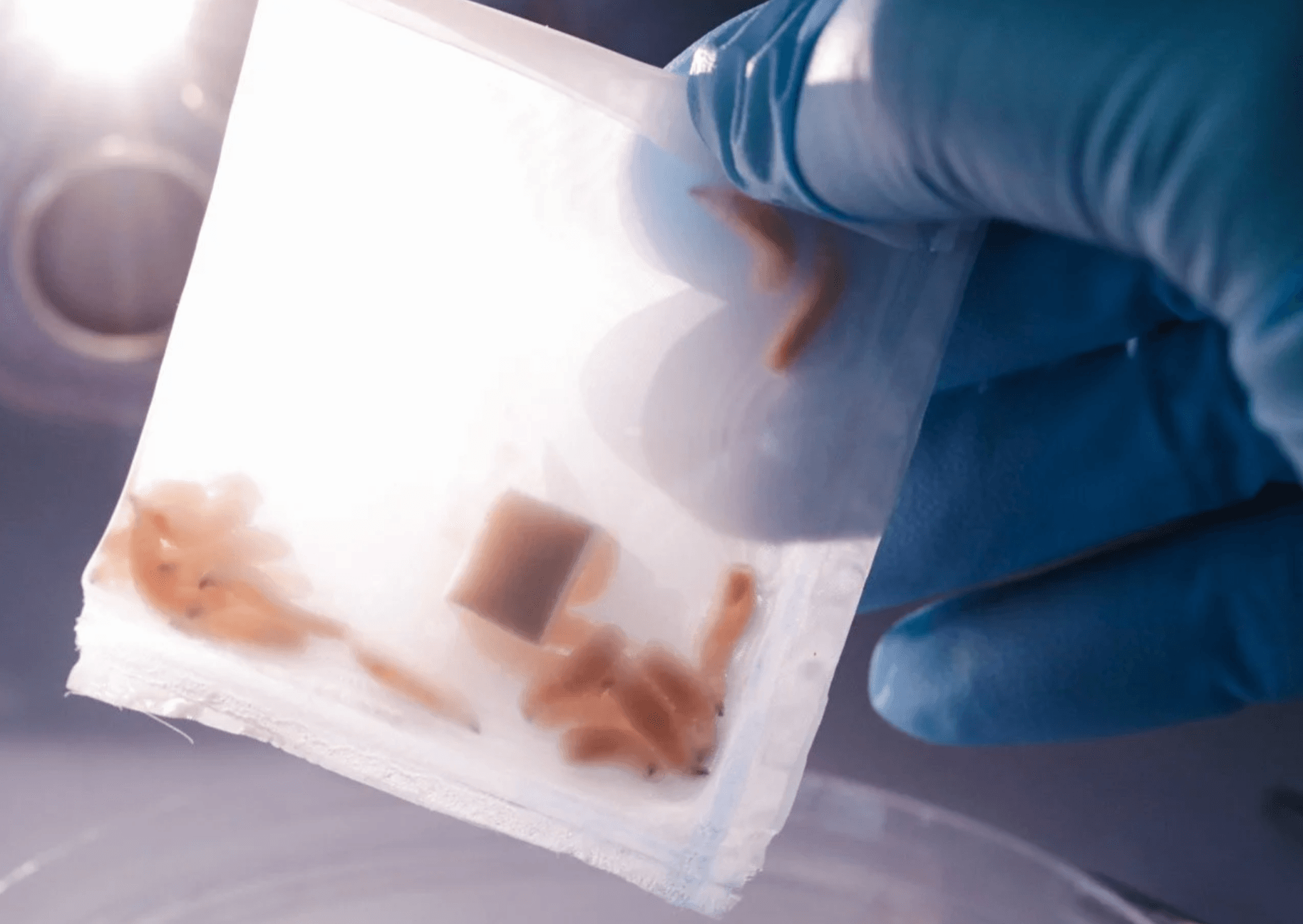 Cuprina Holdings rises more than 110% on FDA approval for medical maggots