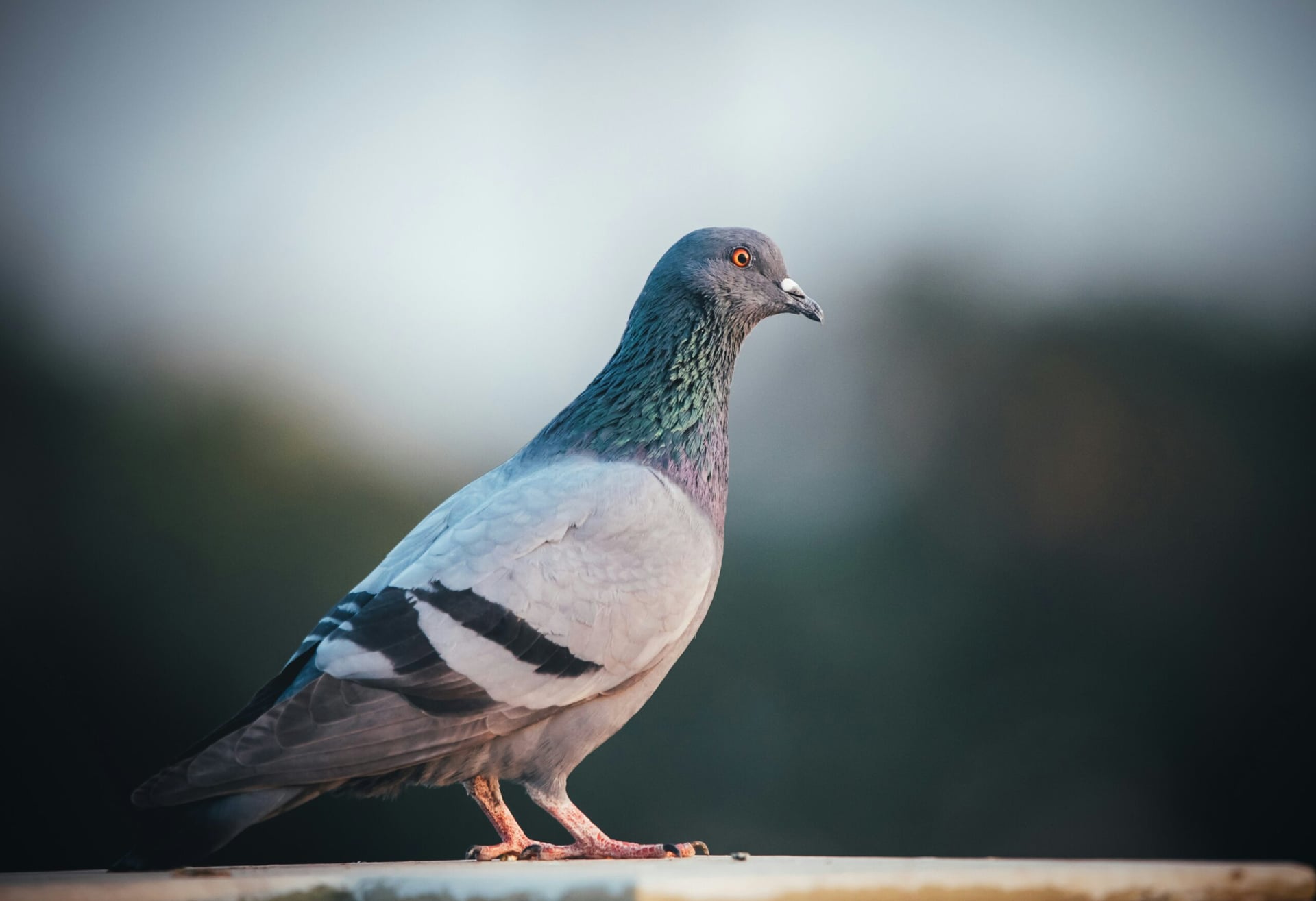 Pigeons serve as valuable second set of eyes for radiologists