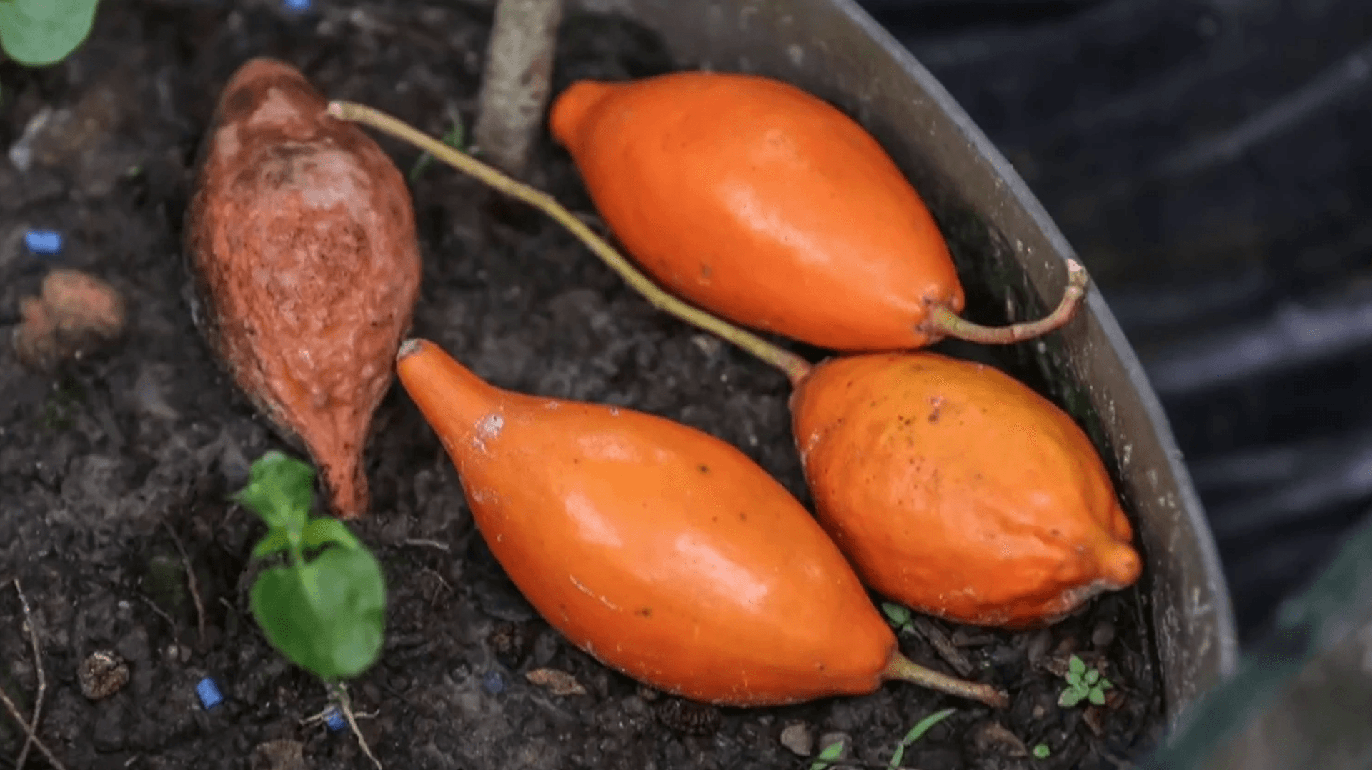 MAPS publishes extensive research paper on ibogaine