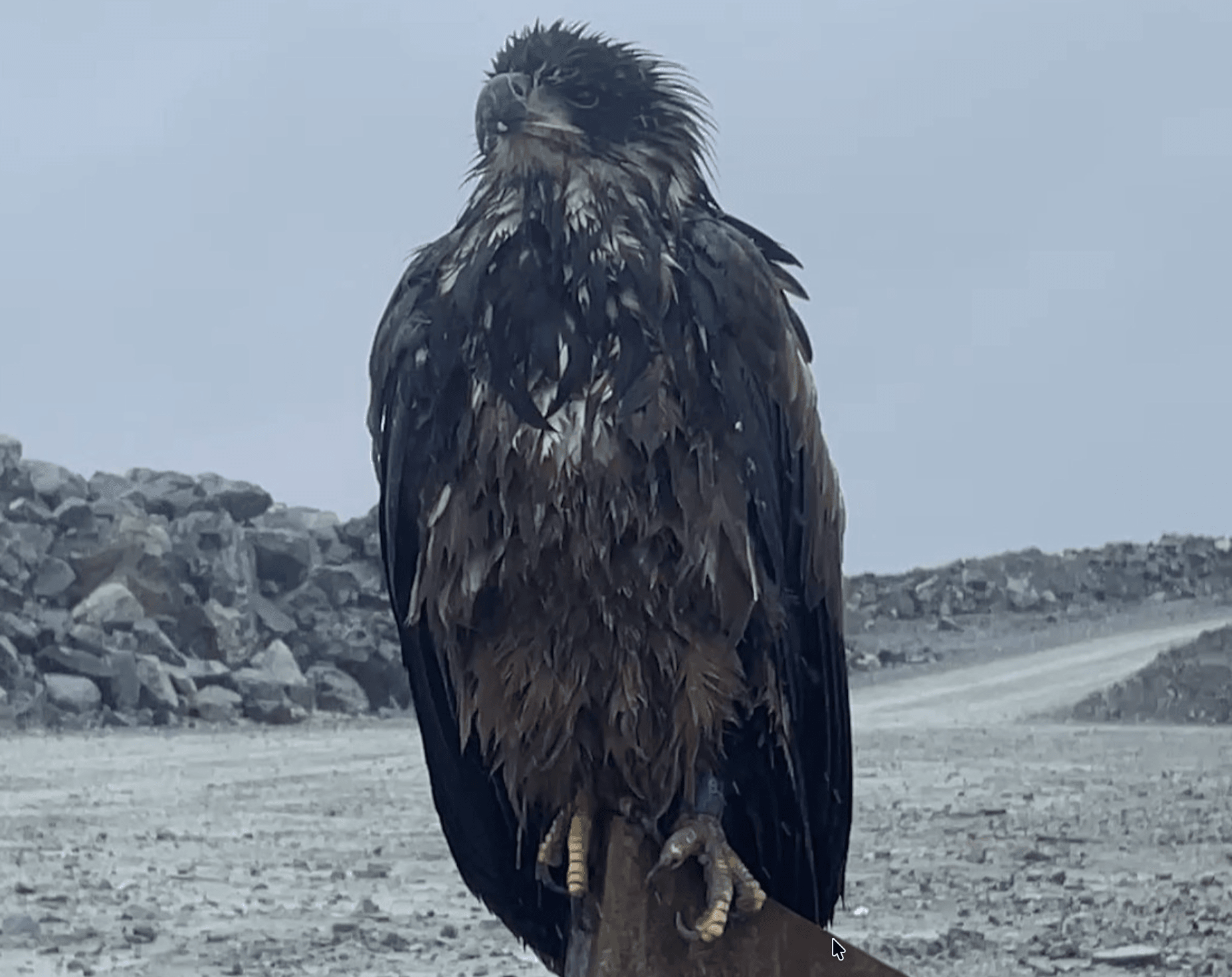 Toronto Zoo welcomes winged ambassador found at IAMGOLD's Côté mine