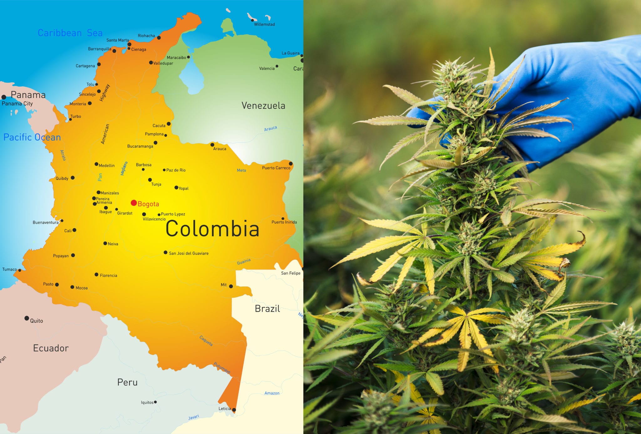 The South American nation legalized medical marijuana three years ago, and last week Colombia’s Constitutional Court lifted the ban on public cannabis consumption signalling the country, noted for ideal growing conditions and huge export potential, is closer to complete legalization of the drug.