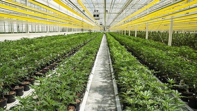 Aphria First Canadian Cannabis Company to Post a Profit on $129M Q4 Revenue