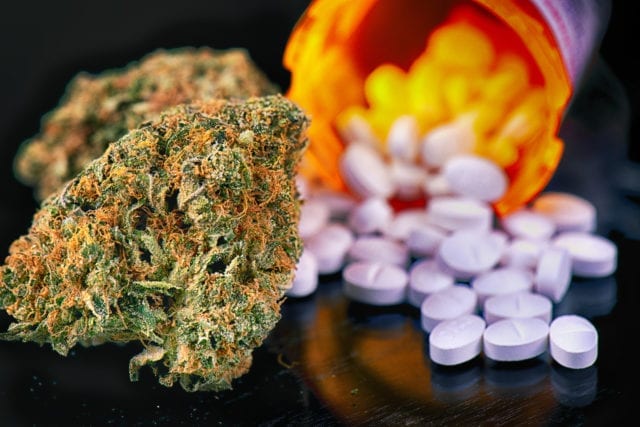 Pot Professor Studies Cannabis for Opioid Addiction as Major Drugmakers Face Lawsuits