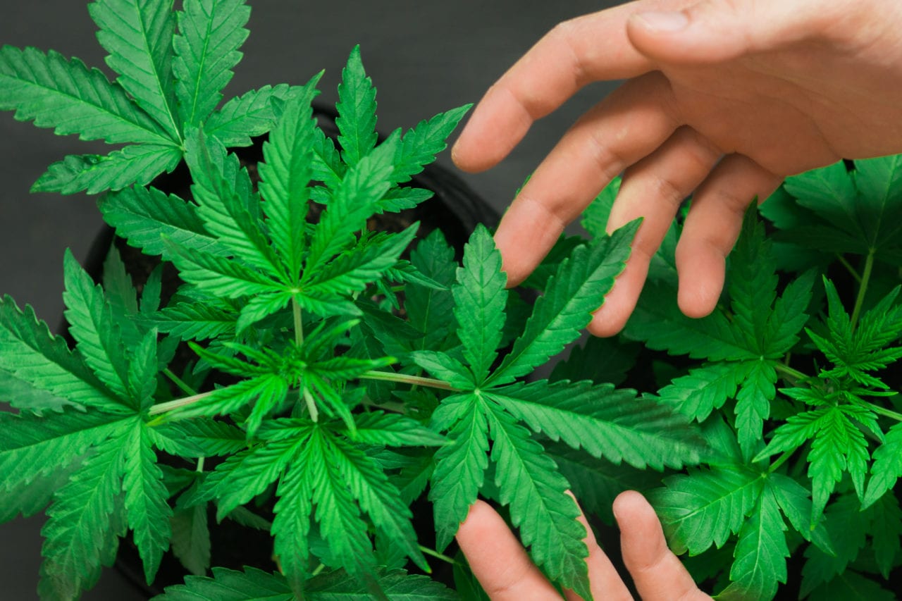 Canberra First City in Australia to Legalize Recreational Cannabis LaptrinhX / News