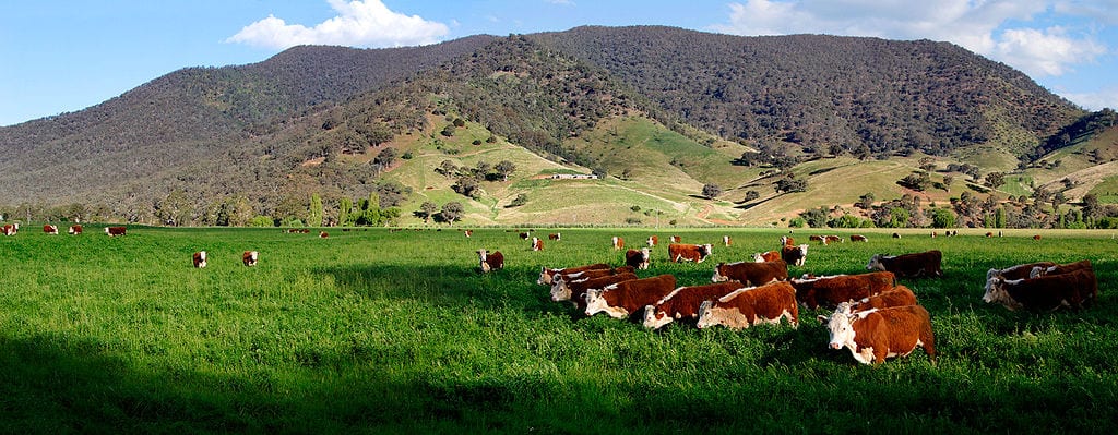 Metro Vancouver poised to continue drafting controversial cannabis emissions bylaws - cows in a field