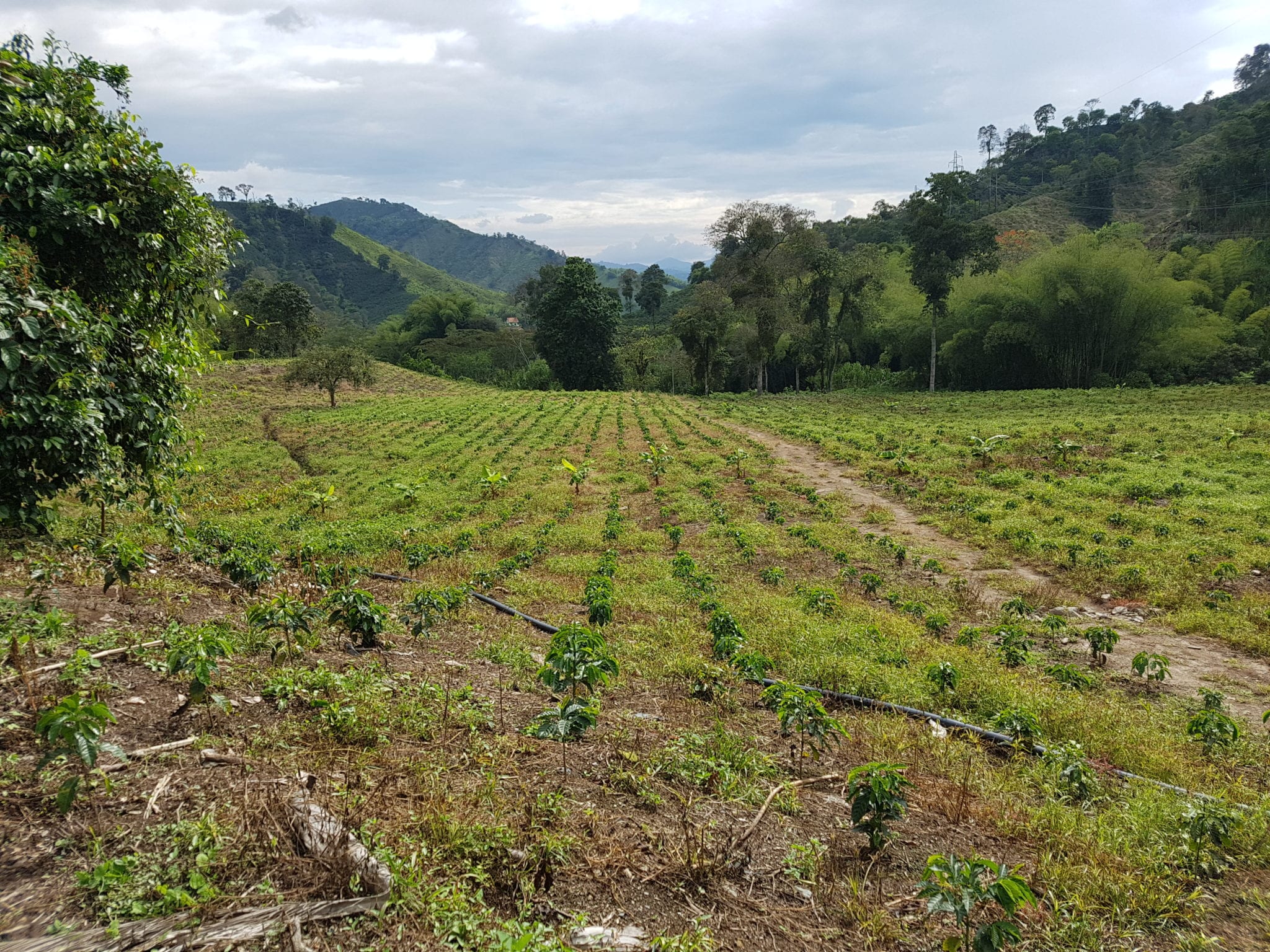 PharmaCielo - coffee farm near Manizales