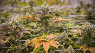 cannabis canada 'Huge chunk' of Canada's 383 weed companies won't survive this year: investment banker