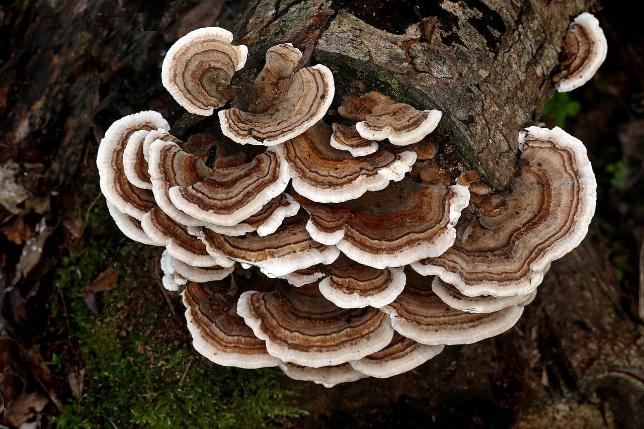 turkey tail fungus - Havn wants to turn hard lessons into psychedelic gold