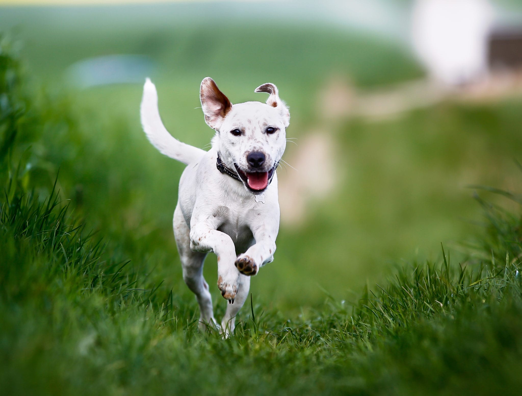 Martha Stewart and Canopy Growth release CBD dog treats, but are they safe - dog running