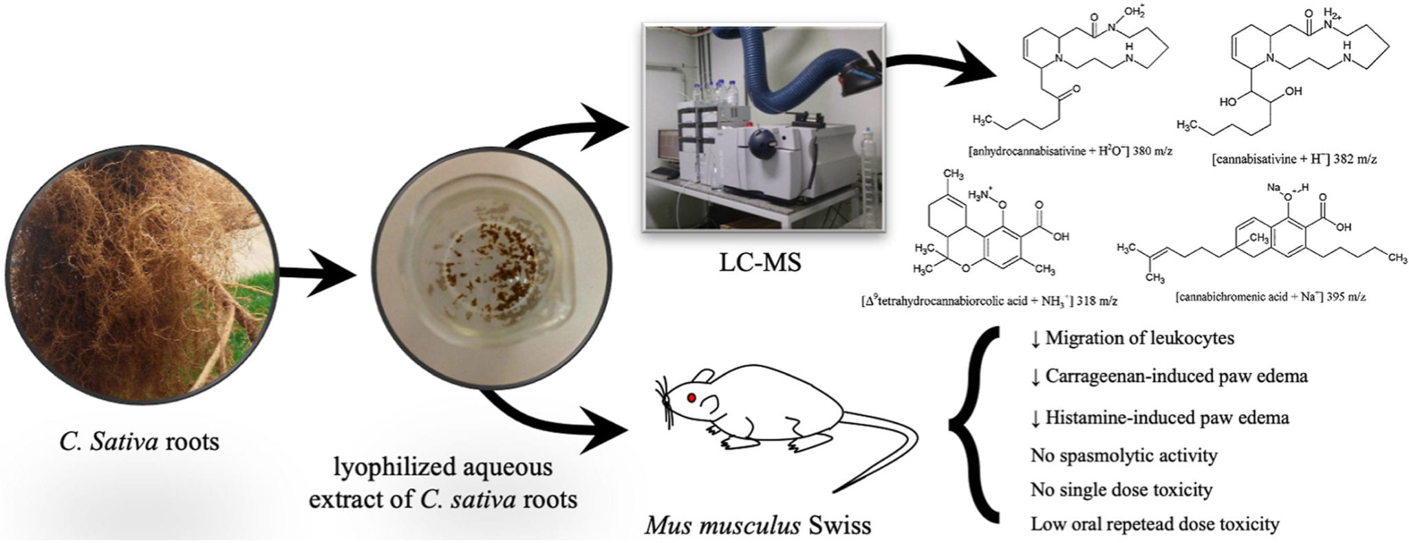 Compound found in cannabis roots has anti-inflammatory effects - study - graphic