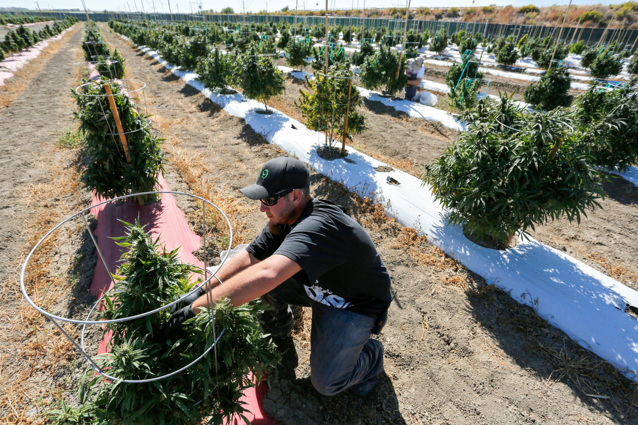 Curaleaf cuts US$67M deal for outdoor Colorado grower