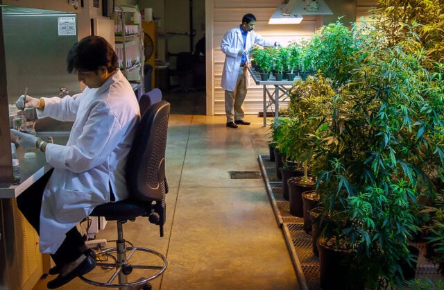 US DEA set to open potent pot production for research