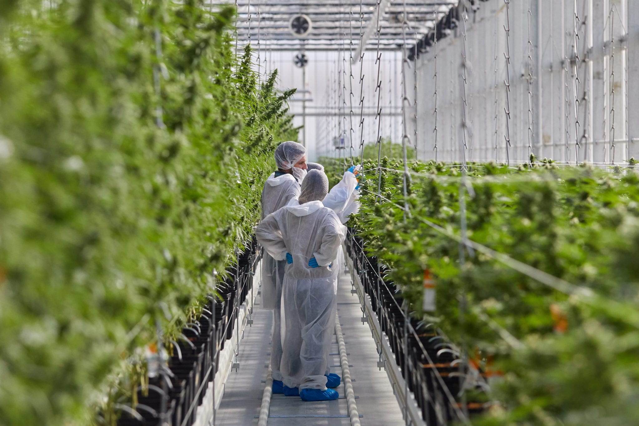 Tilray 1.0 quietly discloses first-quarter US$341M loss