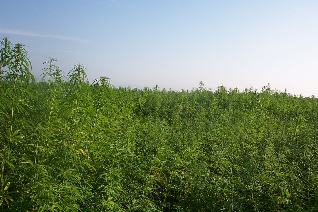 3 years after legalization, Zimbabwe's medical cannabis market yet to leave the gates - industrial hemp