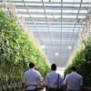 Pure Sunfarms posts strong growth, eyes US expansion