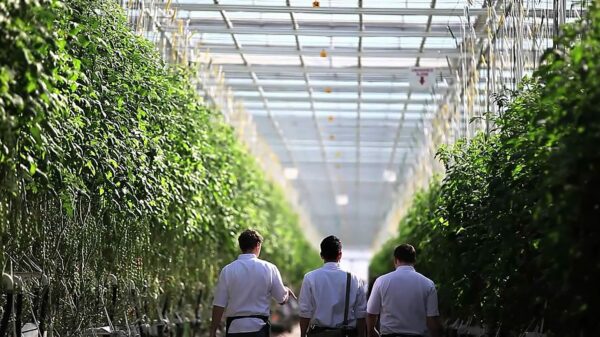 Pure Sunfarms posts strong growth, eyes US expansion