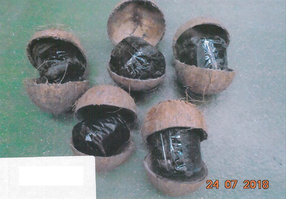 Five coconuts partially opened to reveal plastic-wrapped cannabis inside