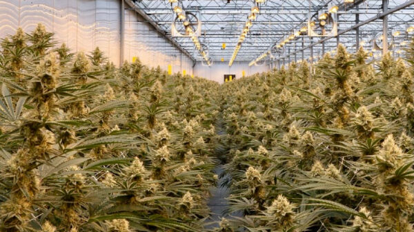 Greenway Greenhouse Cannabis to list publicly on CSE