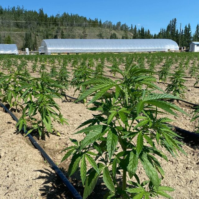 ArcticPharm cannabis plants in sunlight