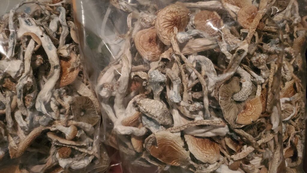 Psilocybin The Unexpected Anti Aging Elixir Study Suggests Its Possible - q3ipold