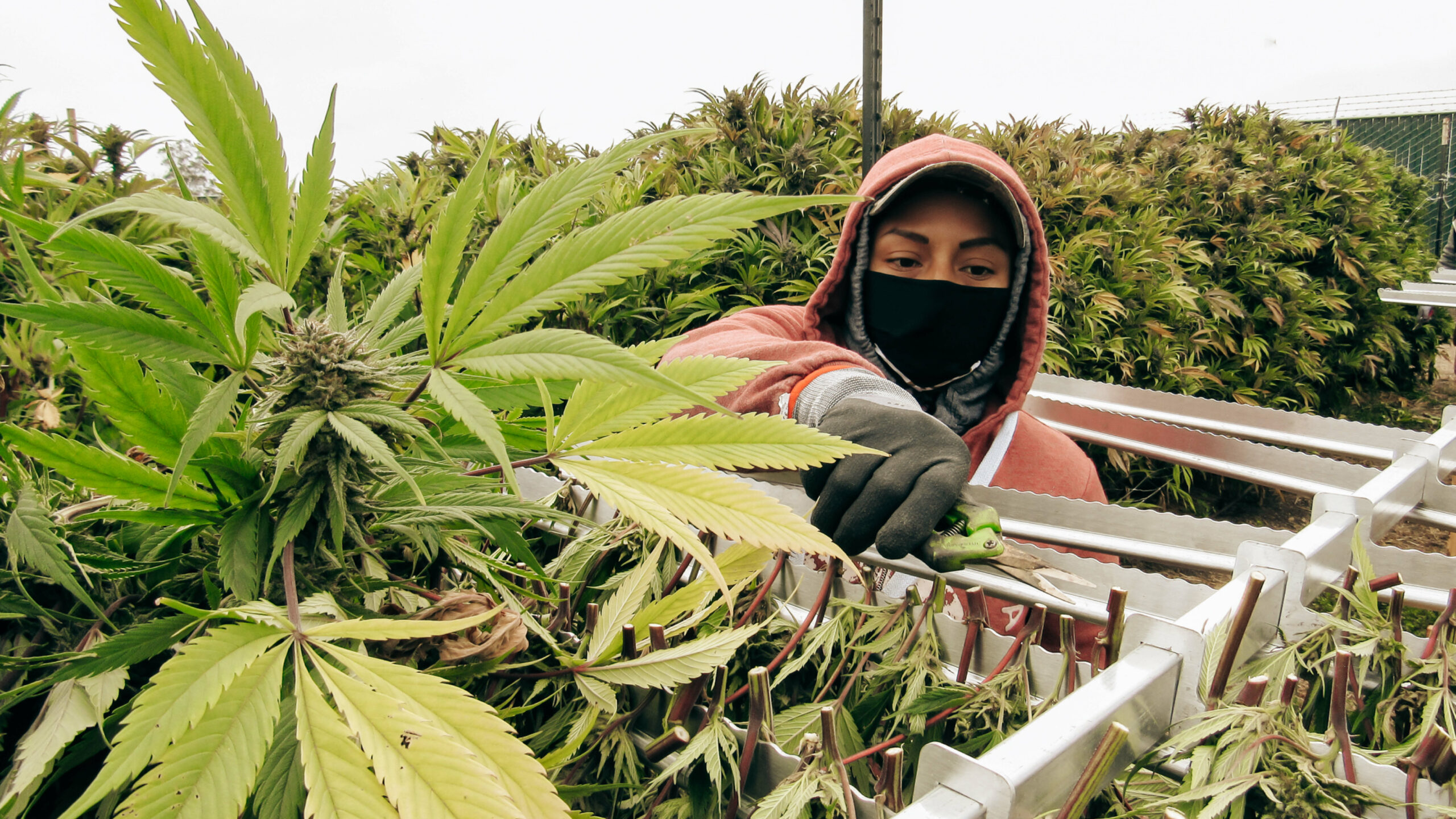 Leafy cannabis harvest farmer from report