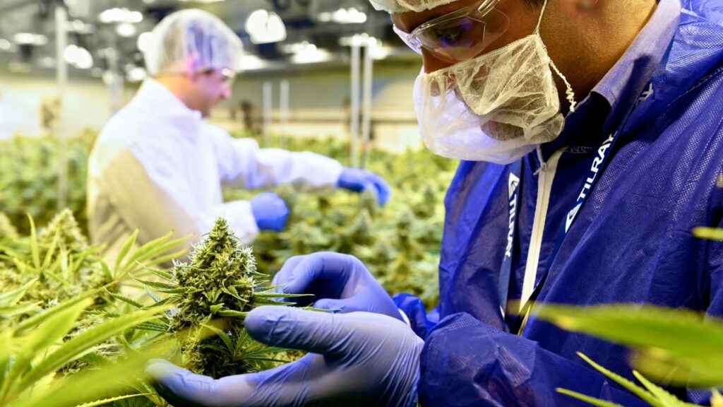 Inspections spike for personal medical licensees Health Canada report