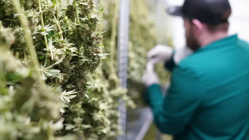 Rose LifeScience partners with another Quebecois microproducer