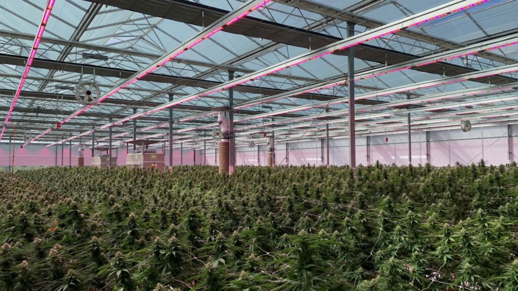 Rubicon Organics Q1 revenue drops to $5.2M, market share declines