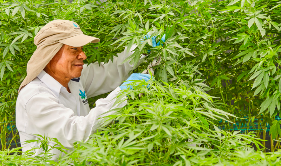 Khiron reaches new medical revenue records in Q1