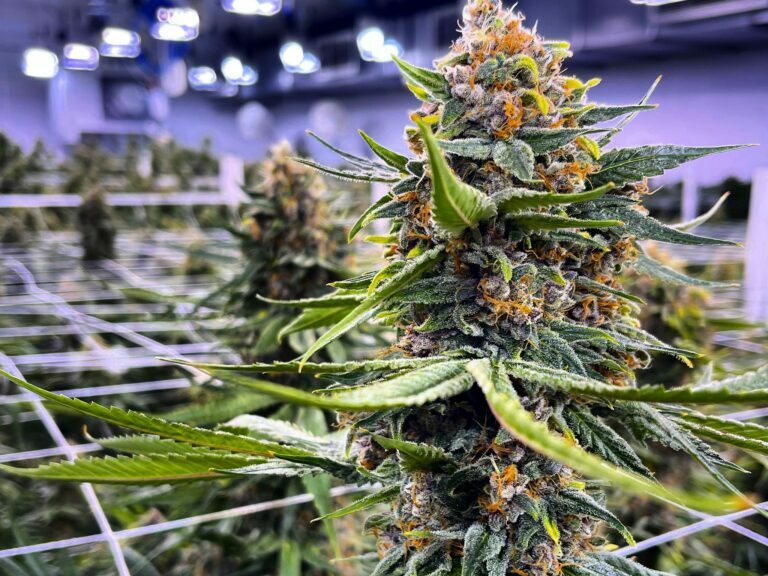 Verano partners with The Weldon Project for largest fundraiser of its